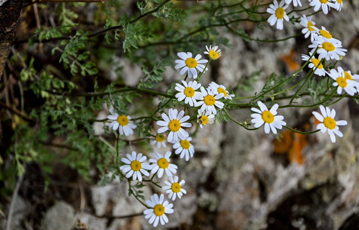 Image of Pyrethrum glanduliferum specimen.