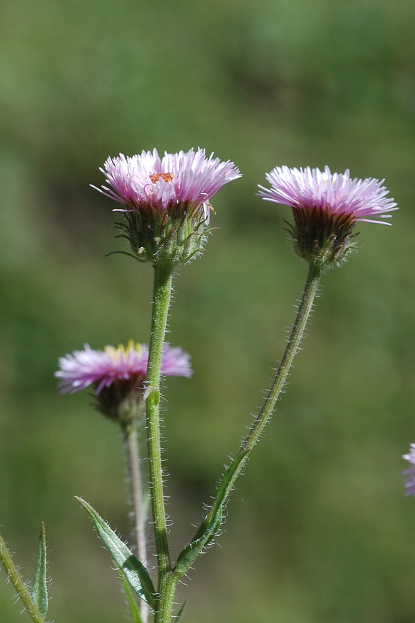 Изображение особи Erigeron pseudoseravschanicus.