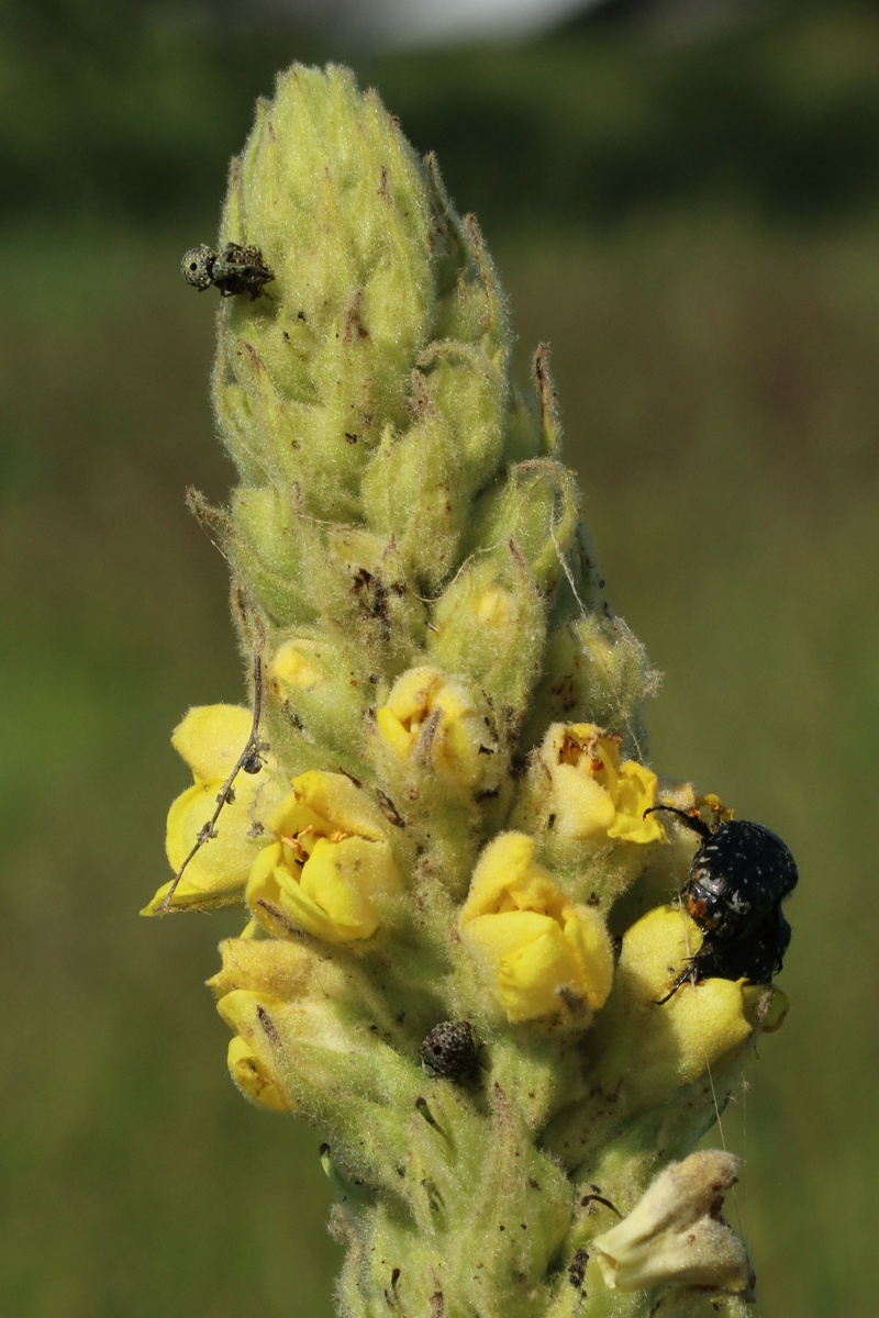 Image of Verbascum thapsus specimen.