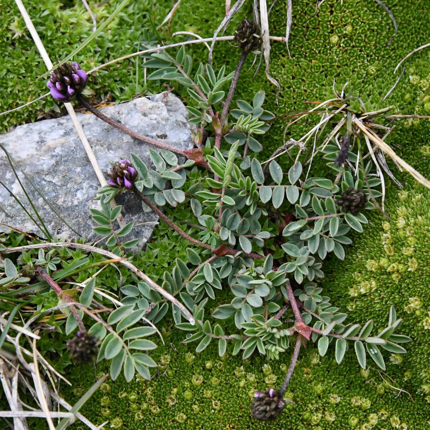 Изображение особи род Oxytropis.