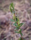 Salix triandra. Верхушка побега с женскими соцветиями. Пермский край, Оханский р-н, Тулумбаихинское сельское поселение, Кунчурихинский бор, песчаный берег. 03.05.2023.