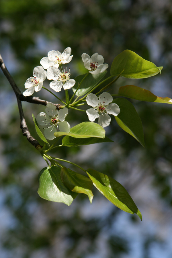 Изображение особи Pyrus calleryana.