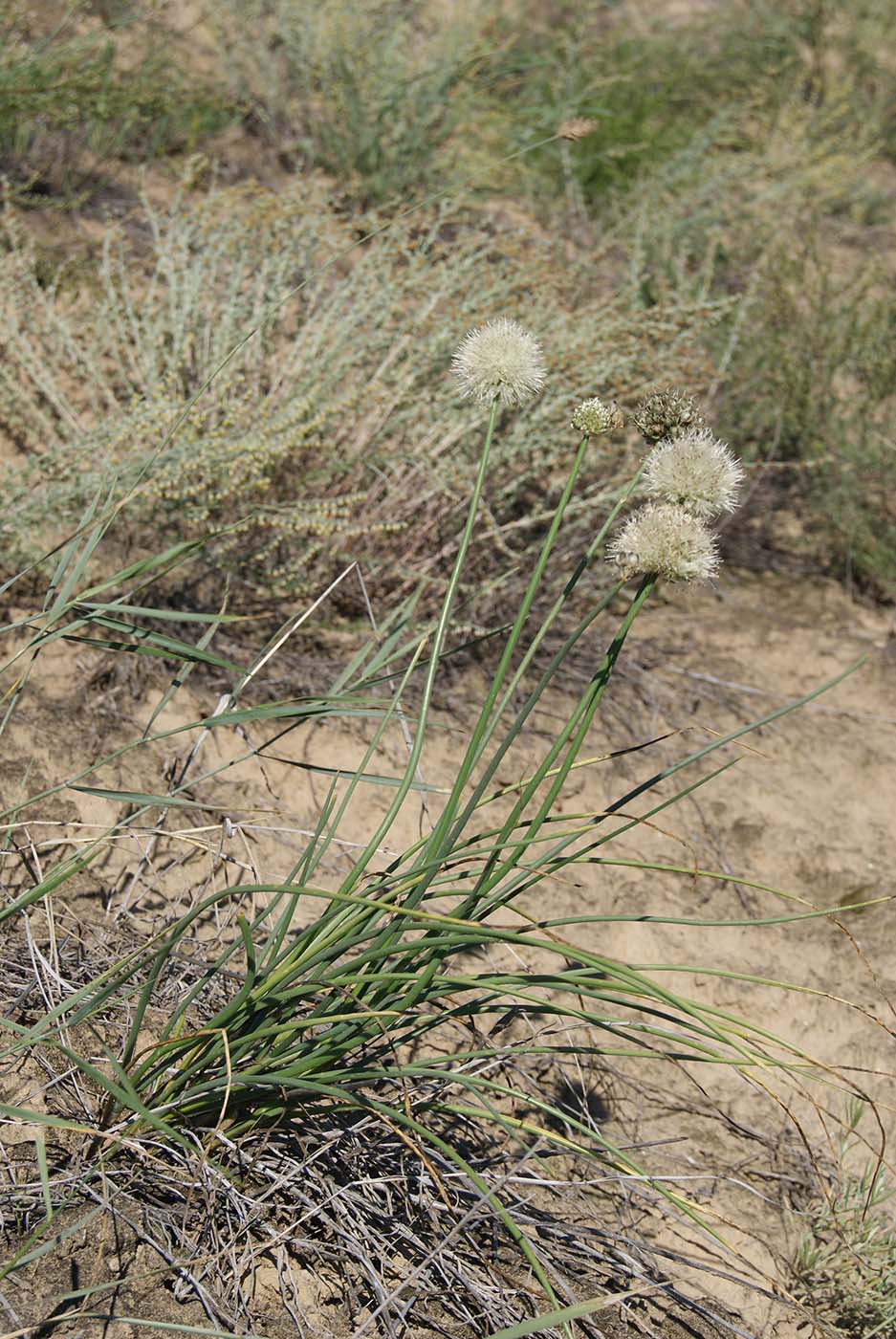 Image of Allium leucocephalum specimen.