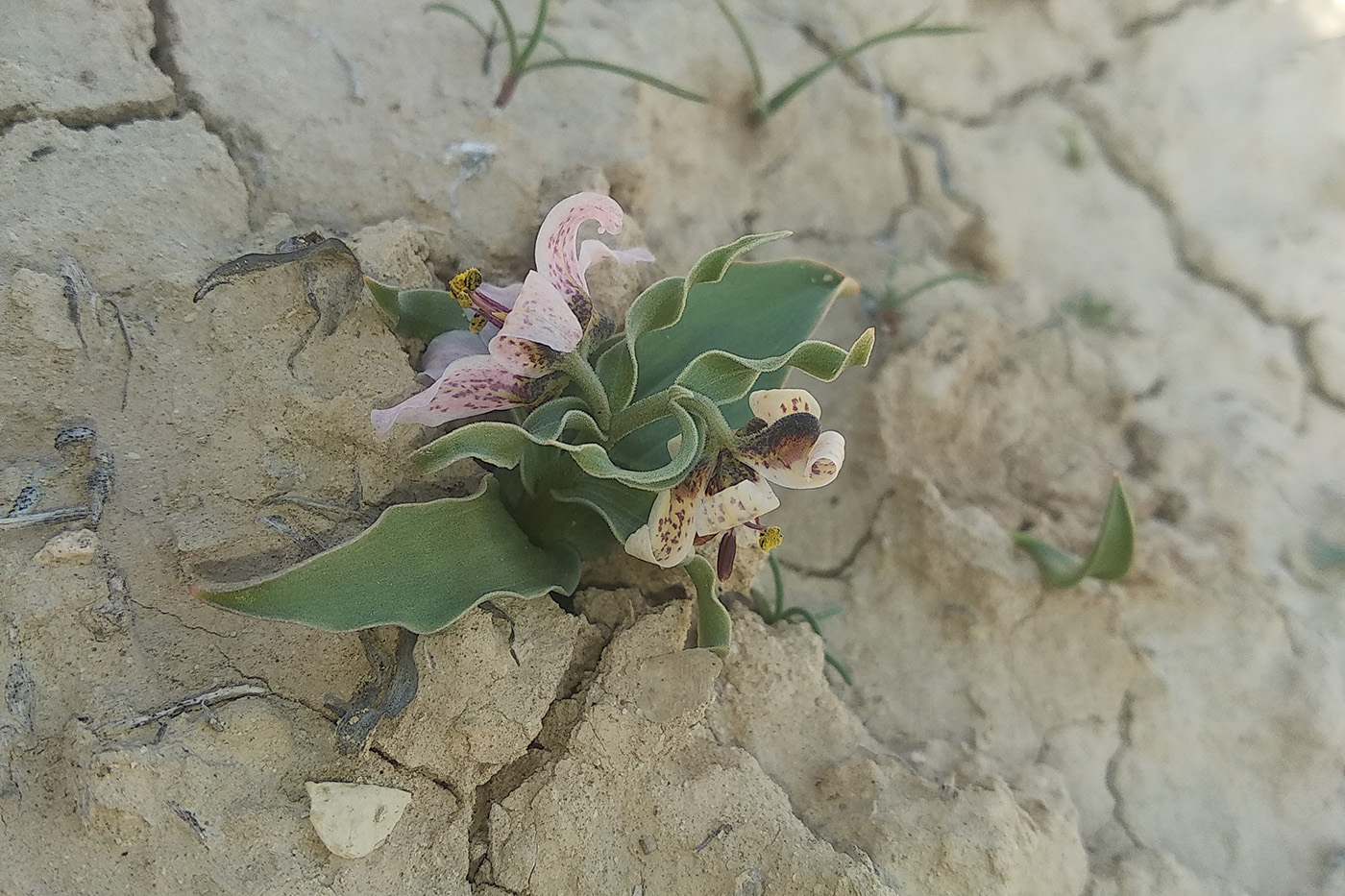 Image of Rhinopetalum karelinii specimen.