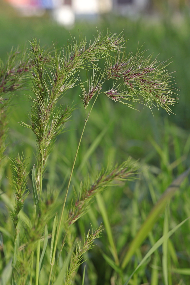 Изображение особи Poa bulbosa ssp. vivipara.