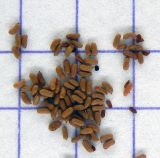 Image of taxon representative. Author is Анна Малыхина