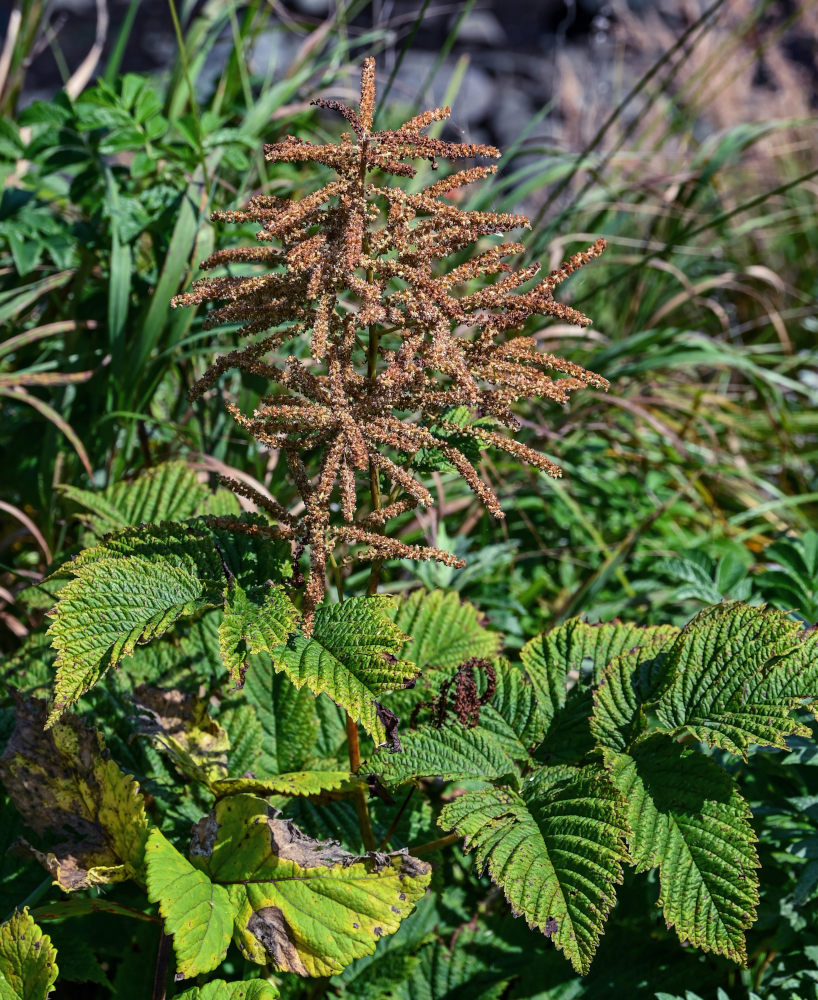 Image of Aruncus dioicus specimen.