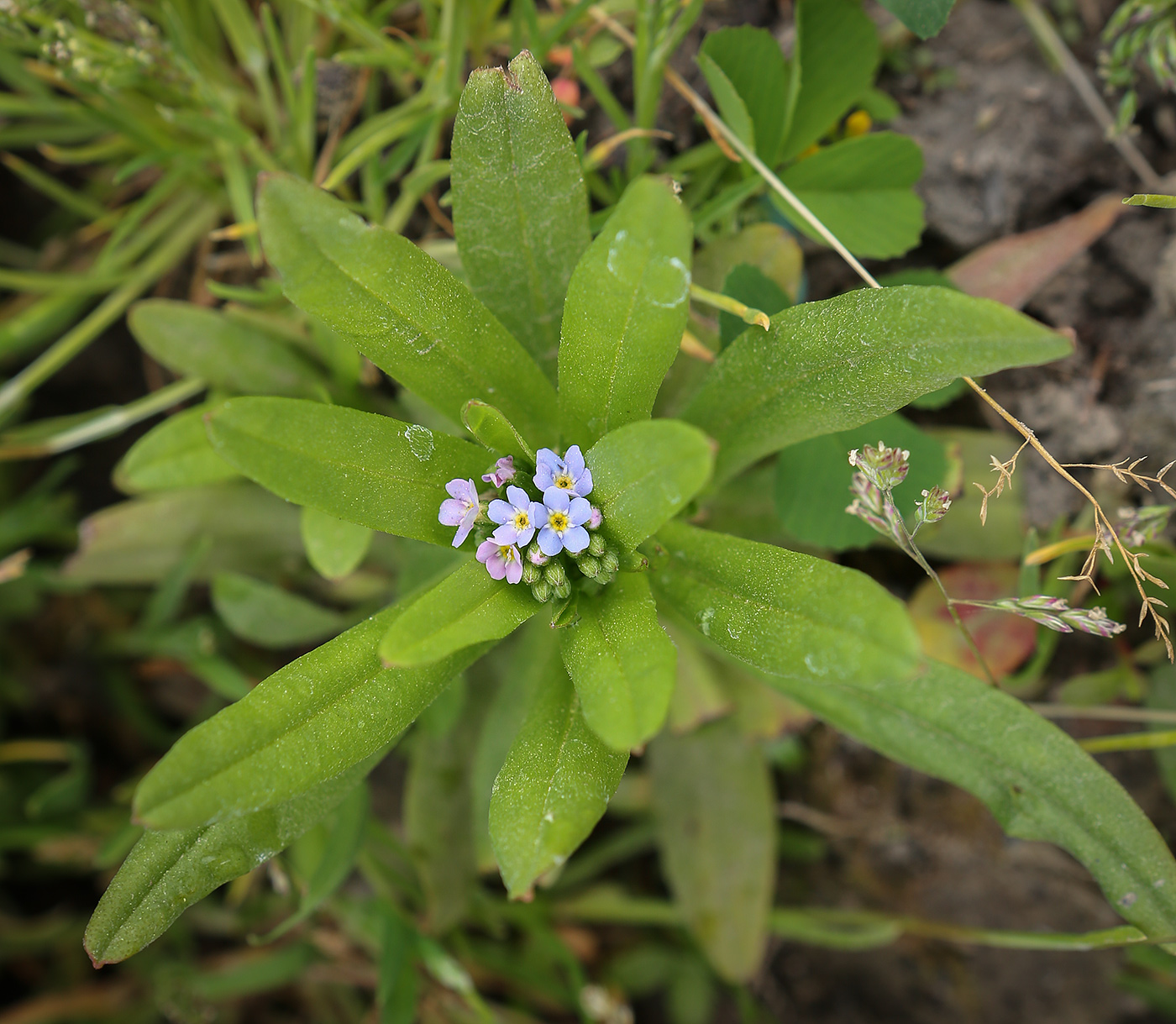 Изображение особи Myosotis palustris.