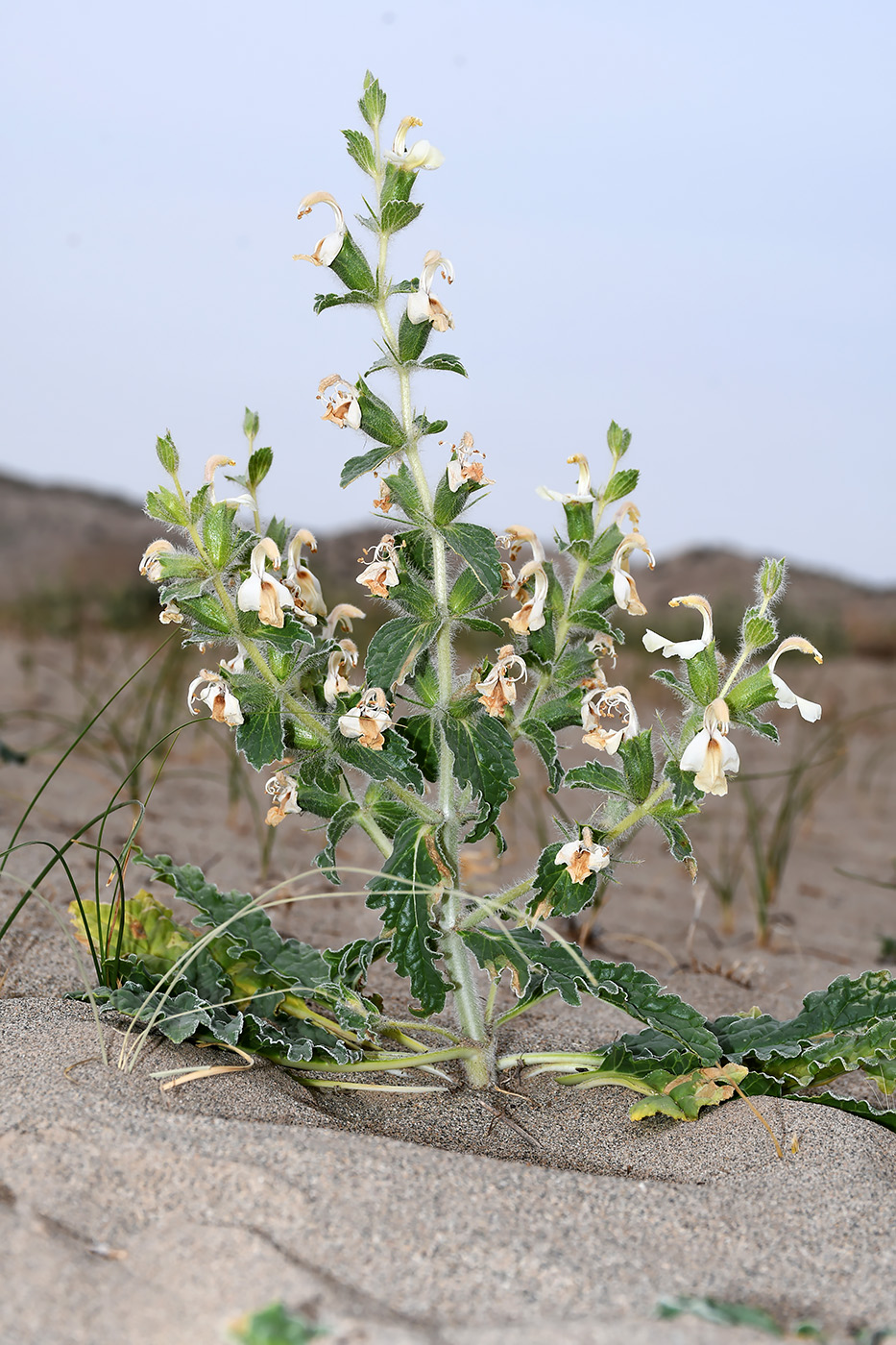 Изображение особи Phlomoides boissieriana.