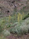 Eremurus fuscus