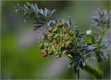 Selinum carvifolia