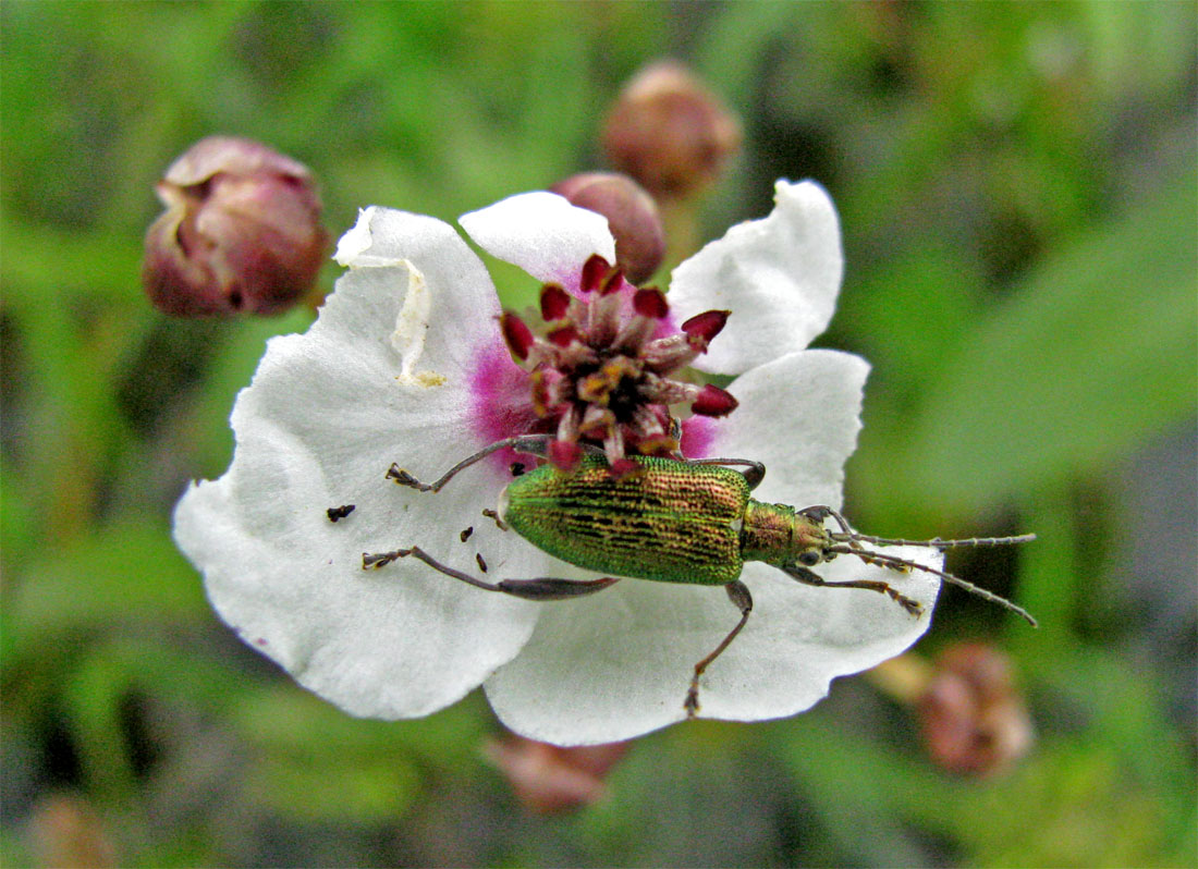Image of Sagittaria sagittifolia specimen.