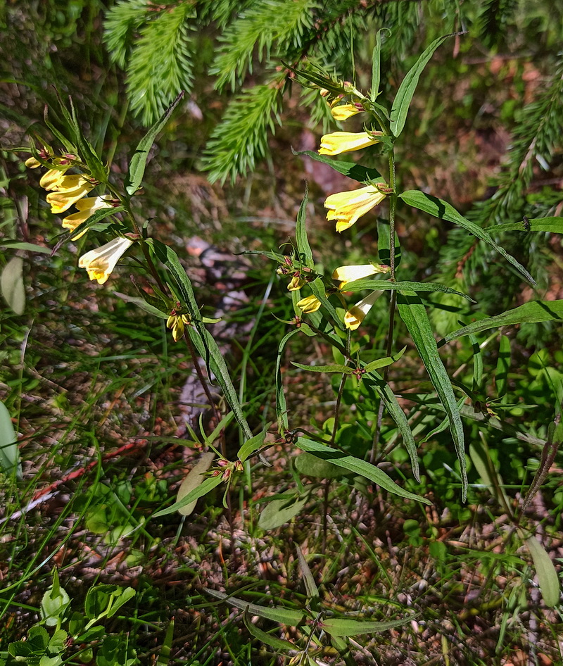Image of Melampyrum pratense specimen.