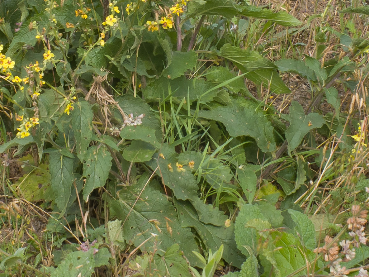 Изображение особи Verbascum laxum.