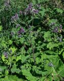 Arctium tomentosum
