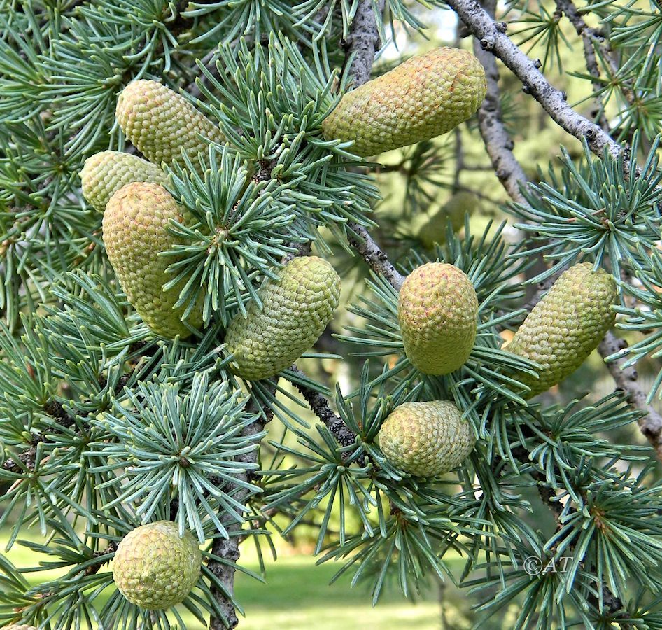 Изображение особи род Cedrus.