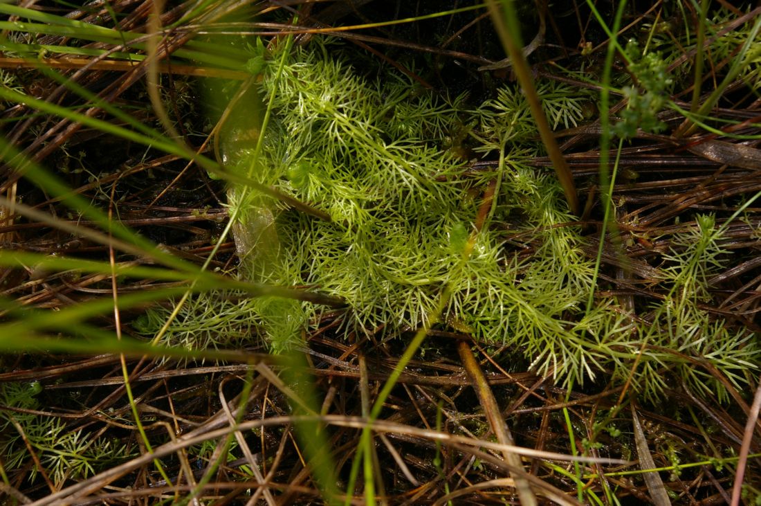 Image of Utricularia intermedia specimen.