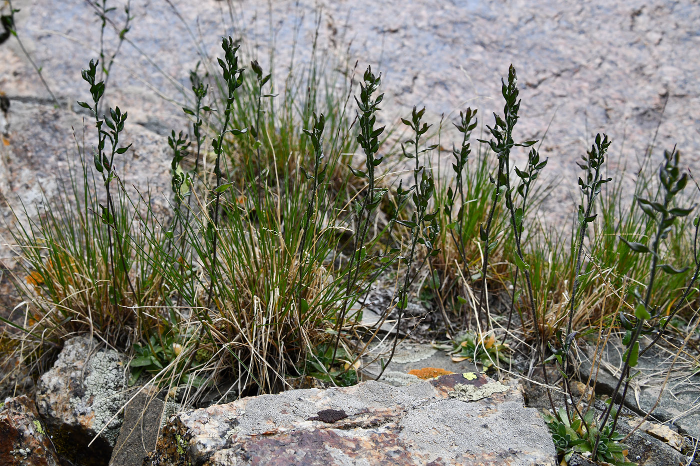 Image of Draba parviflora specimen.