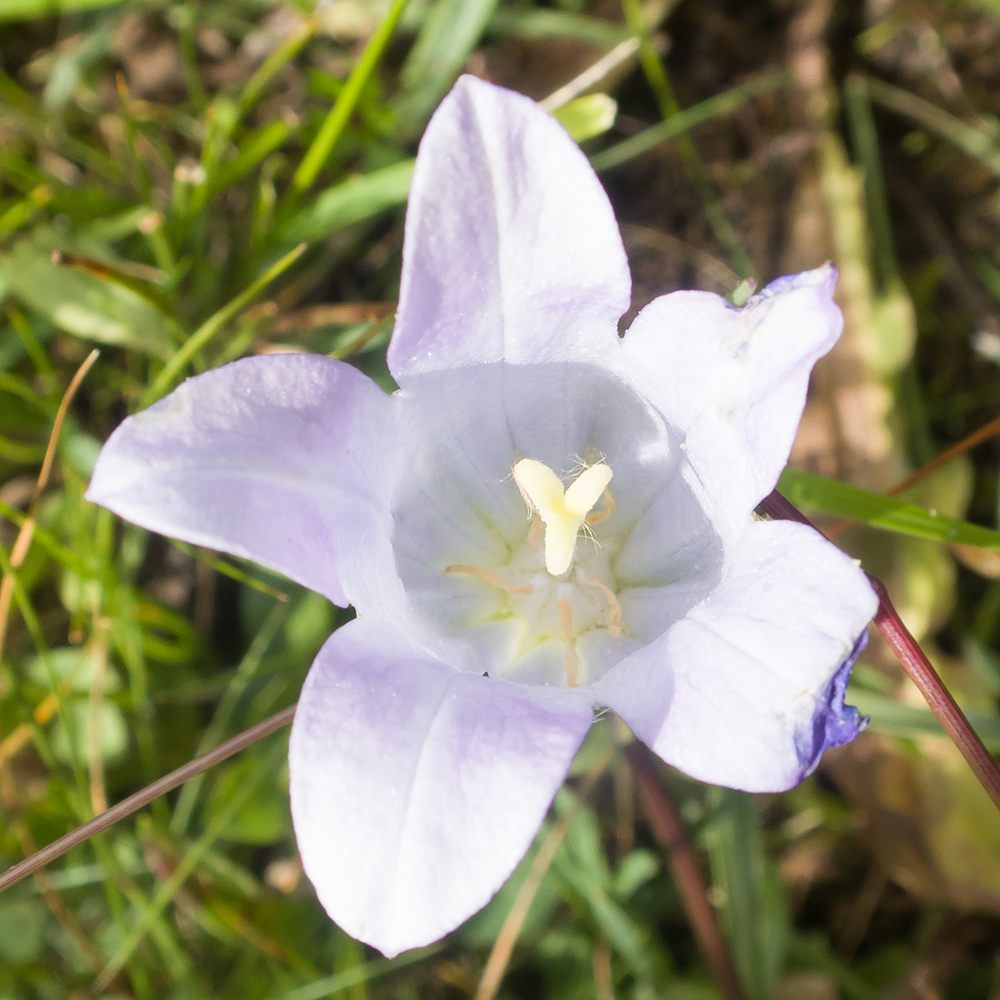 Image of Campanula ciliata specimen.