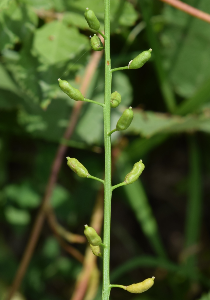 Image of Rorippa palustris specimen.