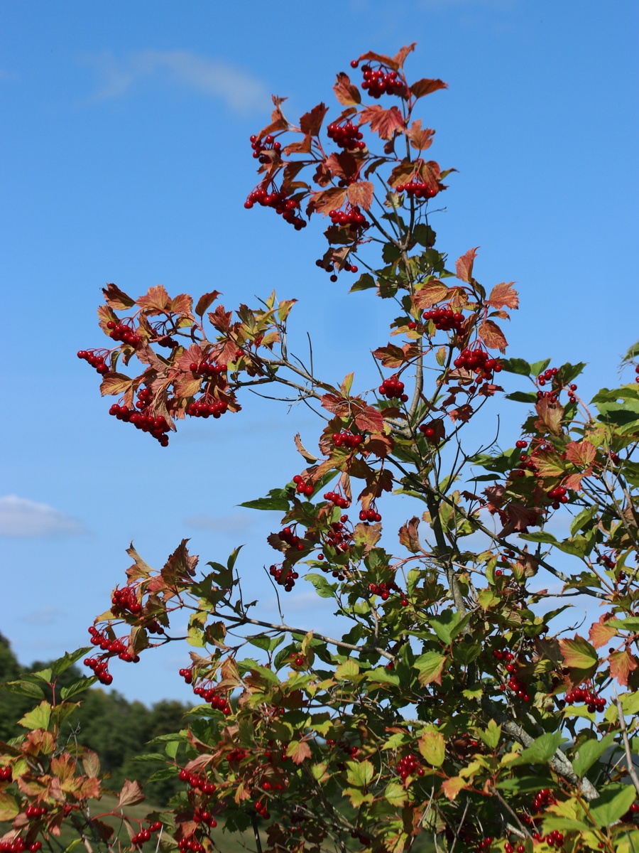 Изображение особи Viburnum opulus.