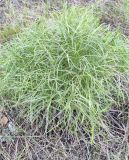 Peucedanum morisonii