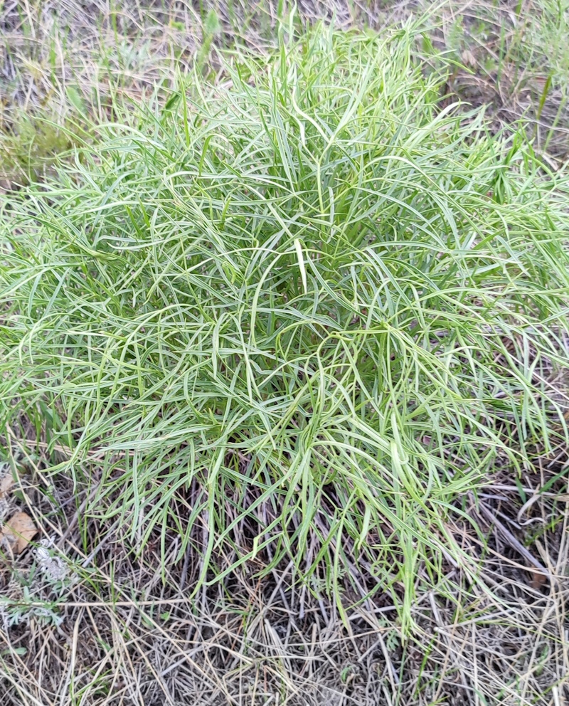 Image of Peucedanum morisonii specimen.