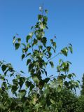 Betula pendula