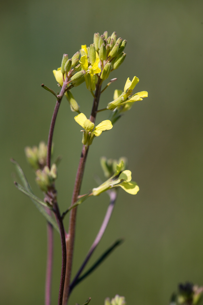 Image of Erysimum canescens specimen.