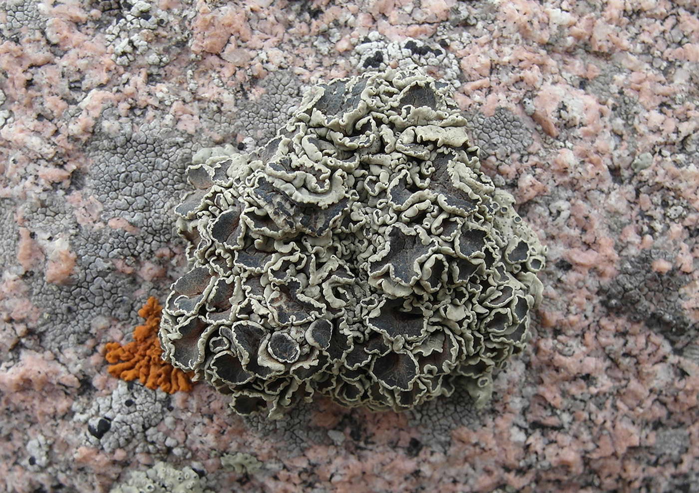 Изображение особи Rhizoplaca melanophthalma.