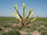 genus Astragalus