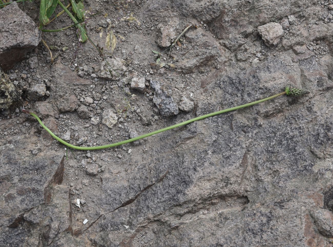 Изображение особи Plantago lanceolata.