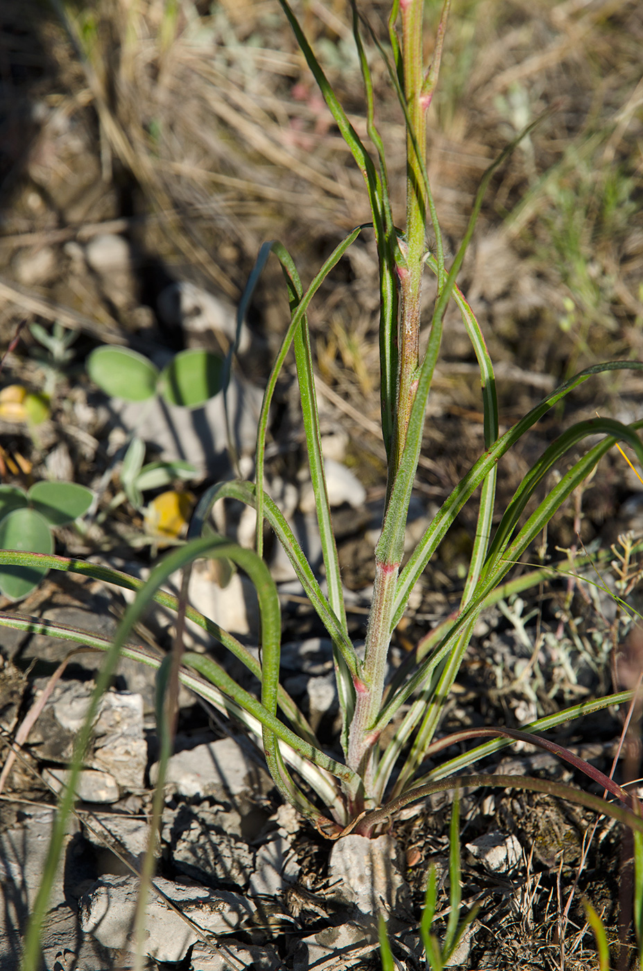 Image of Scorzonera stricta specimen.