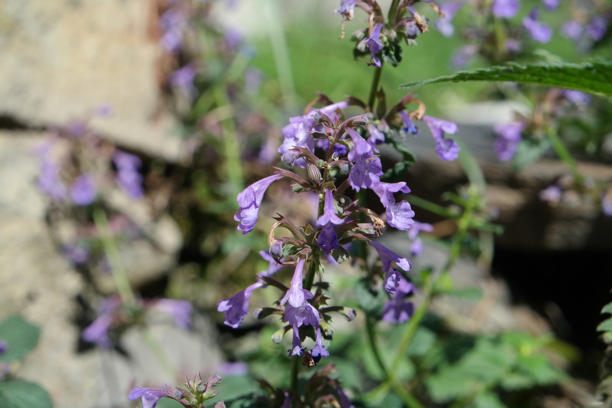 Image of Nepeta grandiflora specimen.