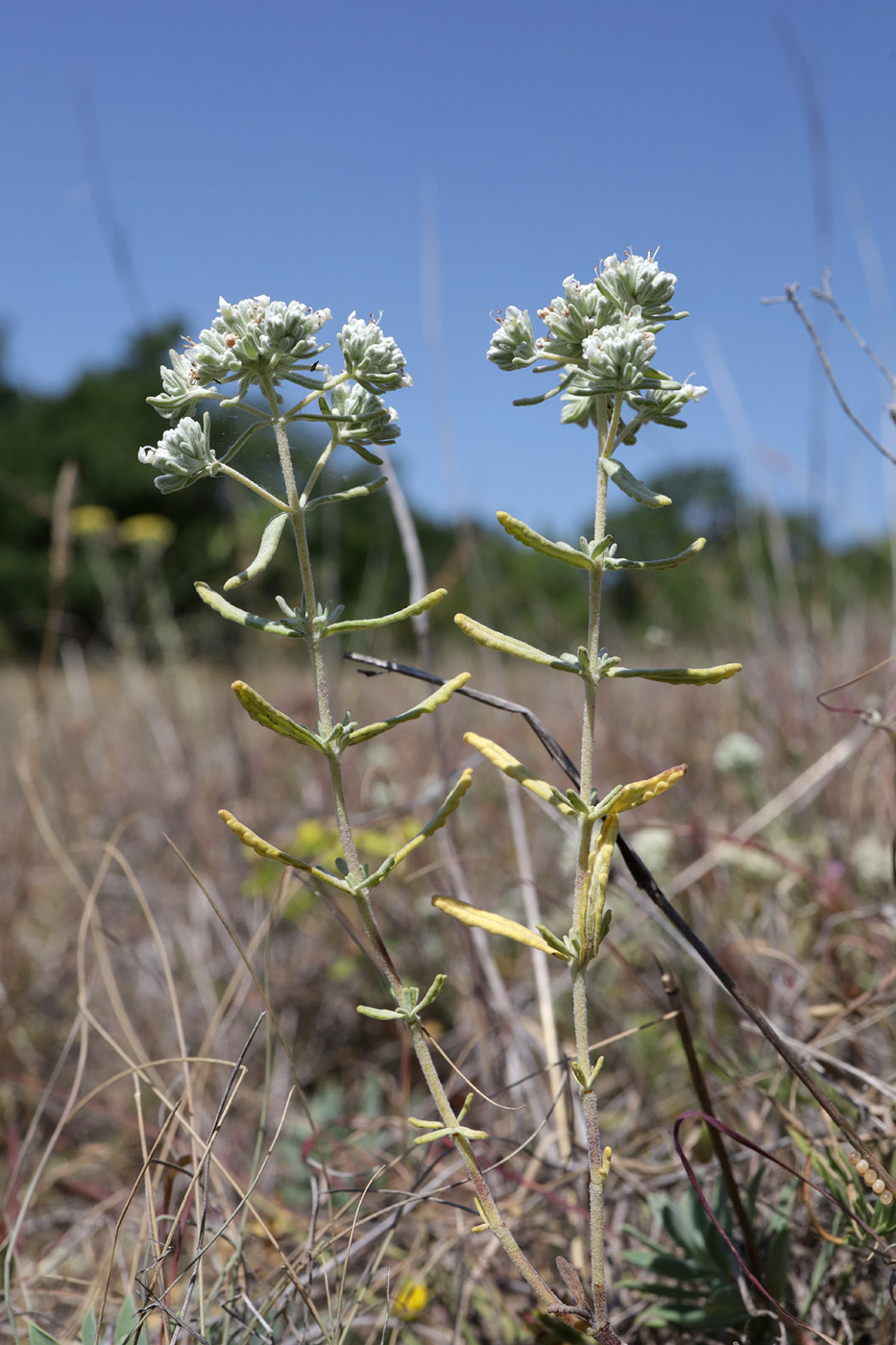 Image of Teucrium capitatum specimen.