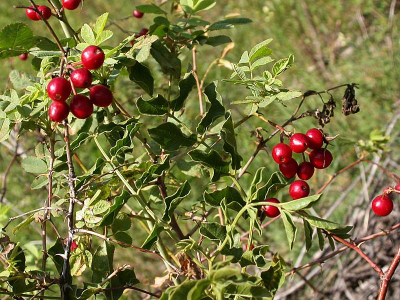 Image of Rosa beggeriana specimen.