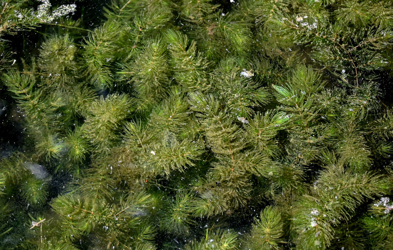 Image of Ceratophyllum demersum specimen.