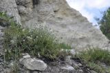 Teucrium capitatum. Цветущее растение. Крым, г. Симферополь, окр. мкр-на Пневматика, куэста, каменистая осыпь. 15.07.2025.