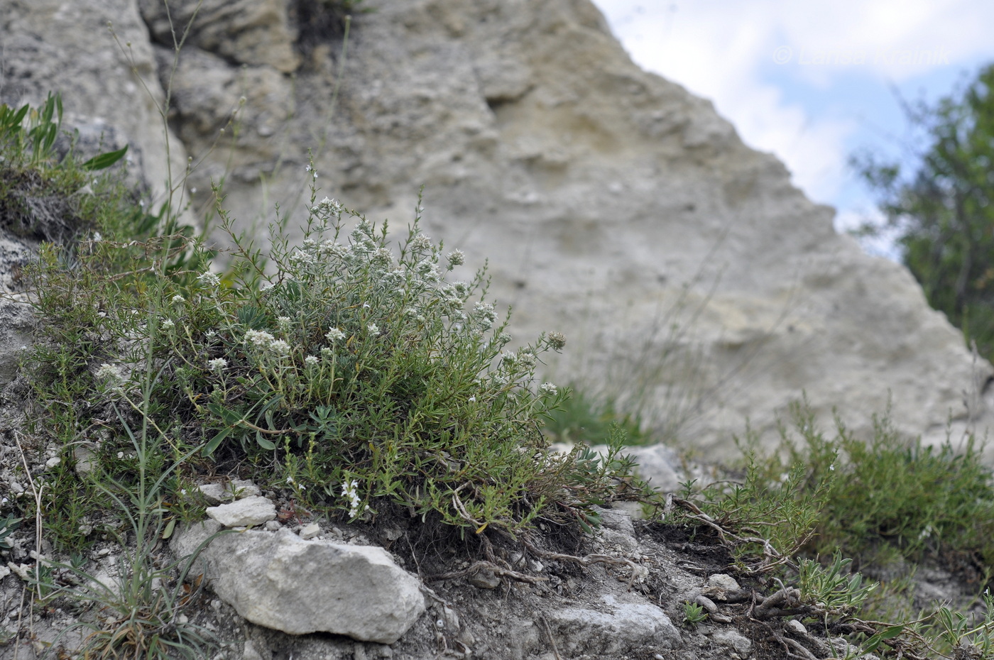 Изображение особи Teucrium capitatum.
