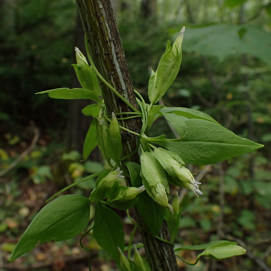 Изображение особи Crawfurdia volubilis.