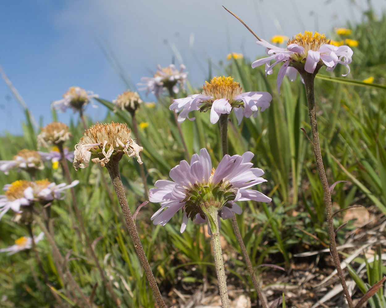 Изображение особи Aster alpinus.