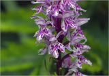 Dactylorhiza baltica