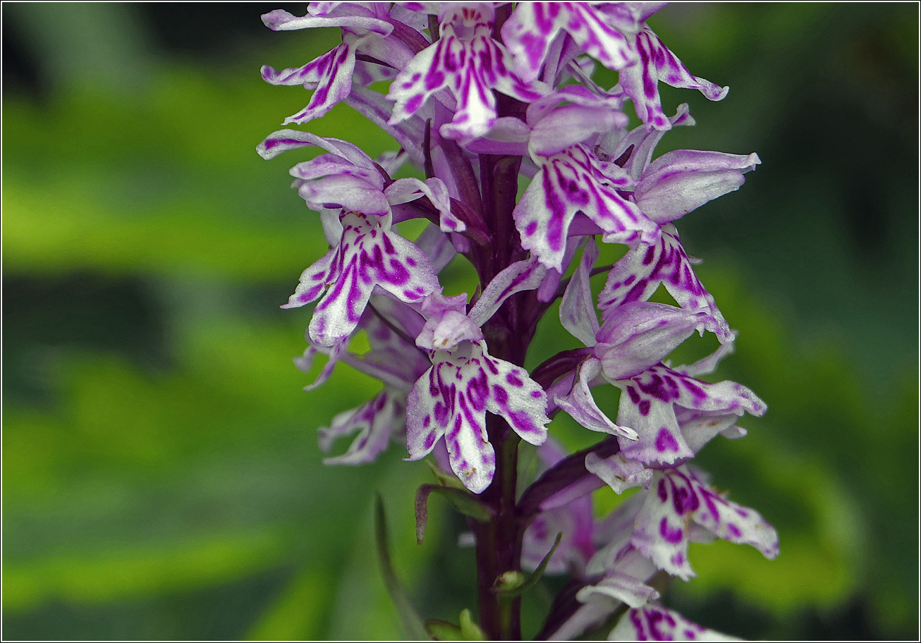 Image of Dactylorhiza baltica specimen.