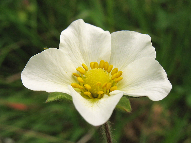 Изображение растения Potentilla rupestris.
