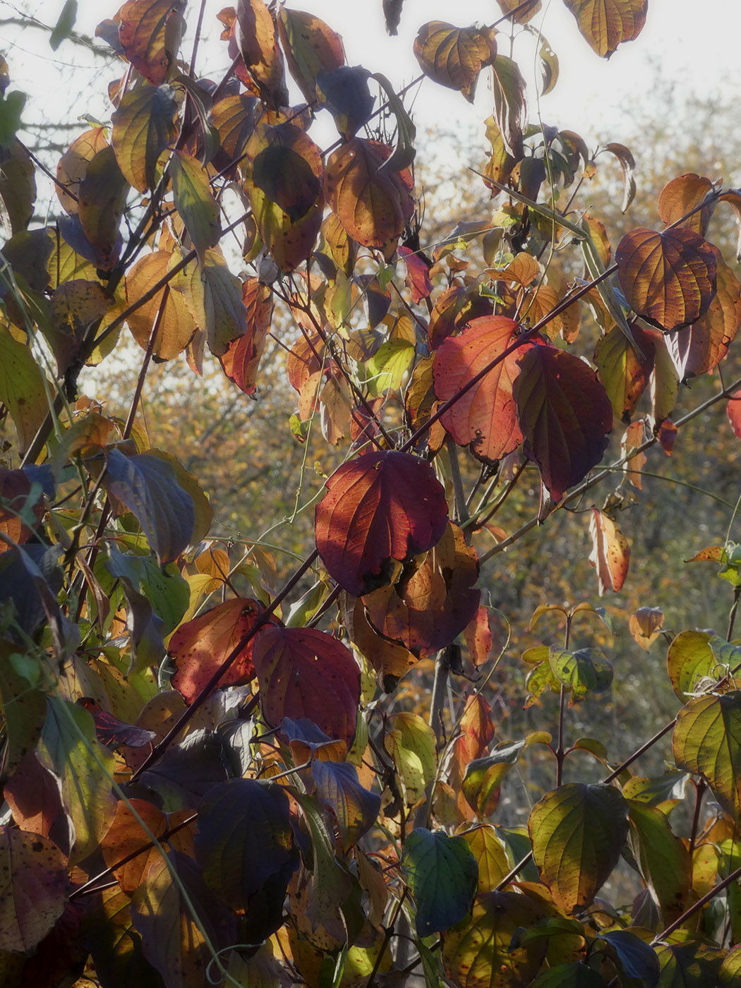 Image of Swida australis specimen.