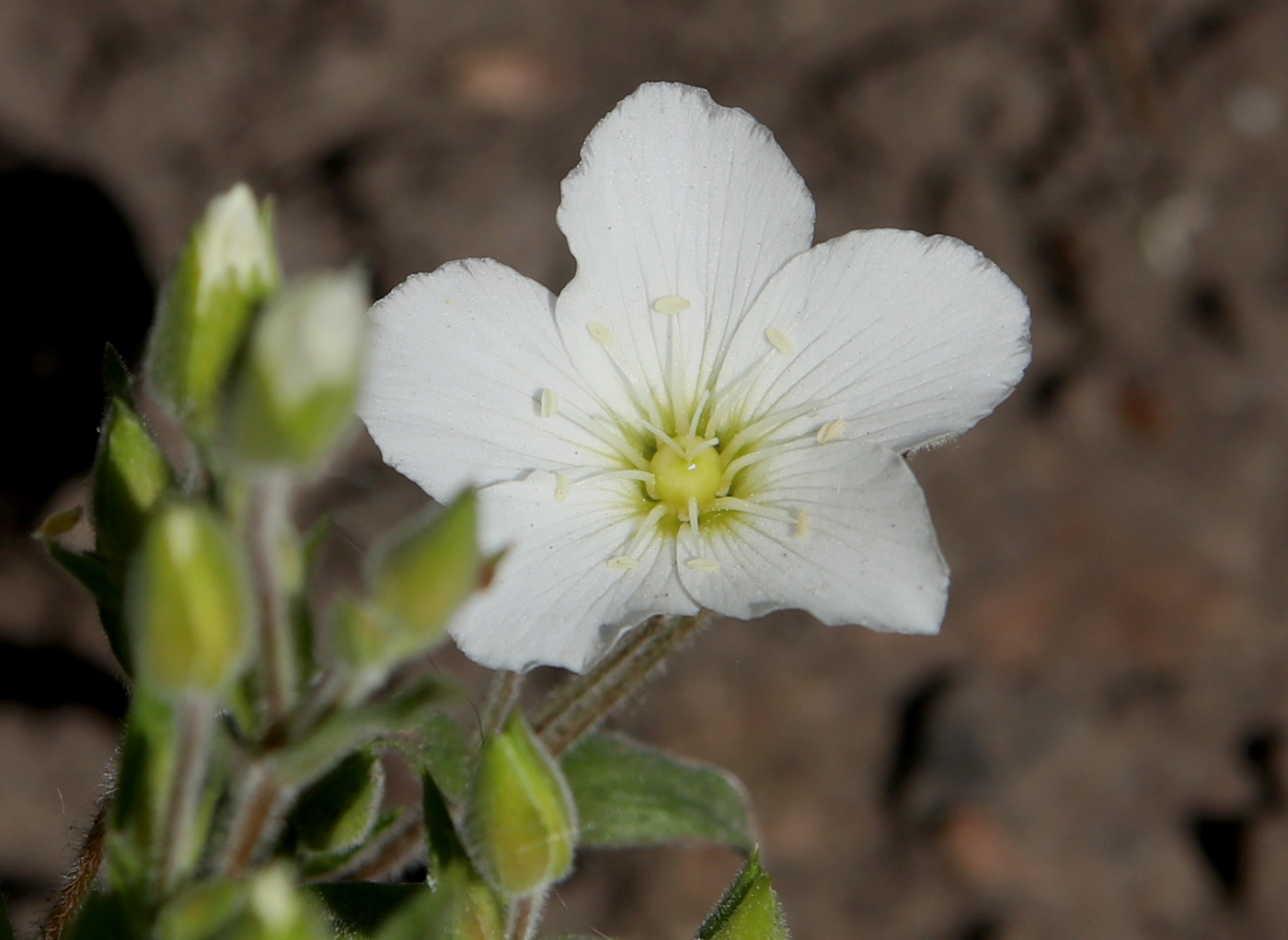 Изображение особи Arenaria montana.