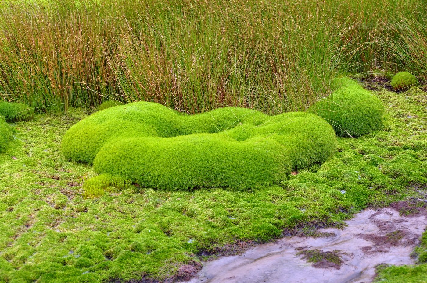 Изображение особи Неопознанный вид.