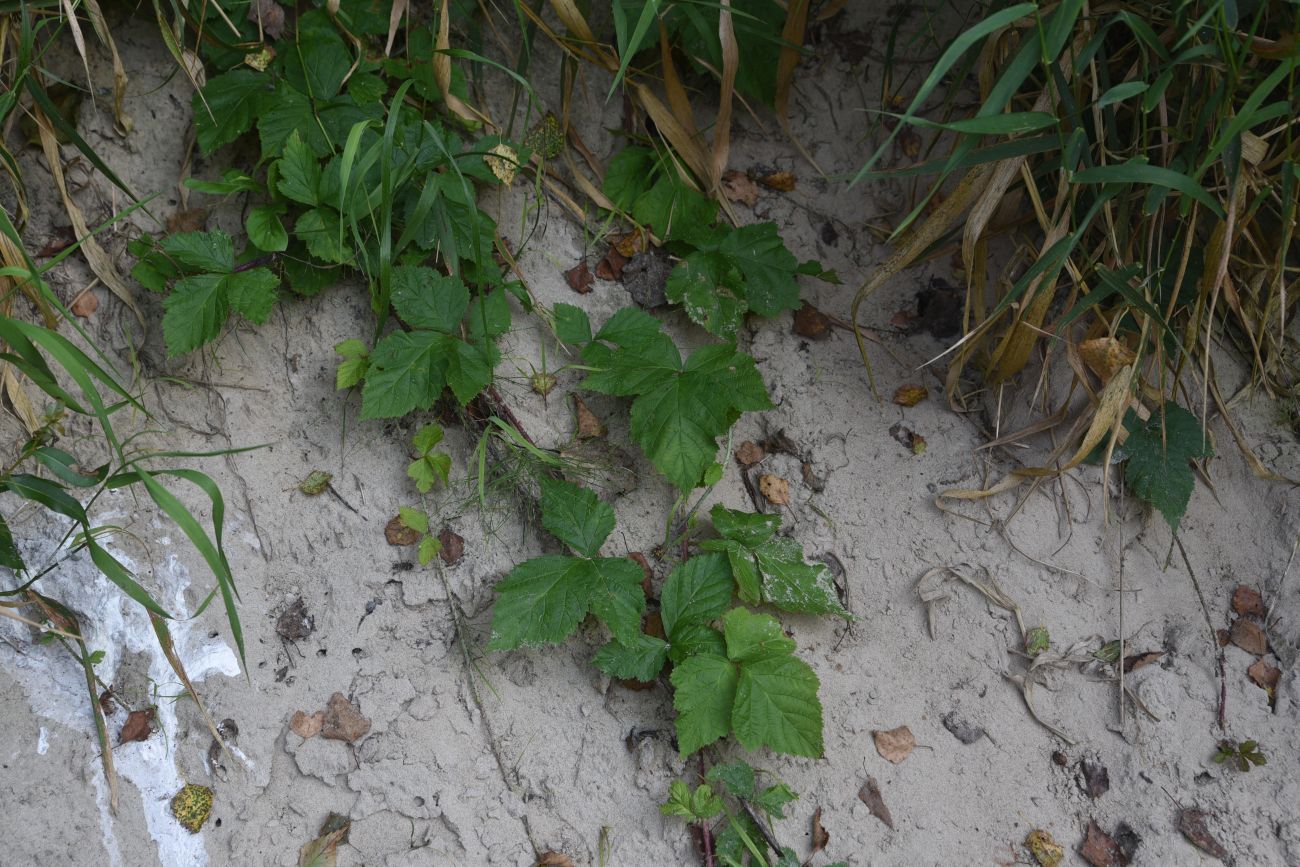 Изображение особи Rubus caesius.