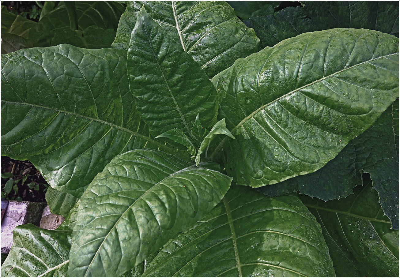 Image of Nicotiana tabacum specimen.
