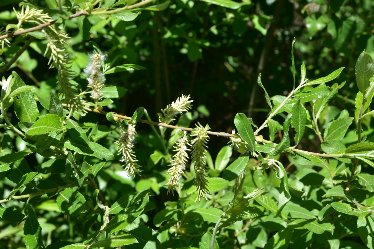 Image of genus Salix specimen.